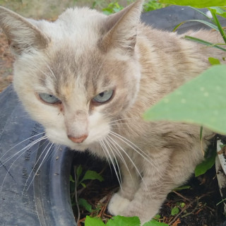  | Raza Doméstico Américano de Pelo Corto | Encontrada