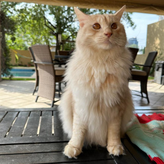 ANTÓN | Raza Kurilian Bobtail | Perdido