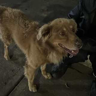  | Raza Mestizo, cruza de Labrador | Encontrado