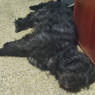 OSO | Raza Mestizo,  cruza de Schnauzer con Poodle,  (Schnoodle). | Final Feliz