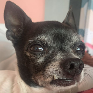 GALLETA | Raza Chihuahua | Perdido