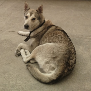 KIRA | Raza Mestiza, cruza de Husky con Pastor Belga Malinois | Perdida