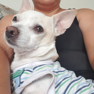 BRUNO | Raza Chihuahua | Perdido