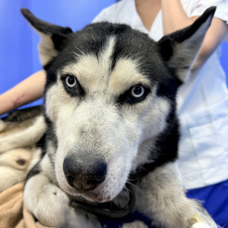  | Raza Husky Siberiano | Encontrado