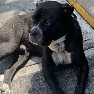  | Raza Mestizo, cruza de American Pitbull Terrier con Bóxer | Encontrado