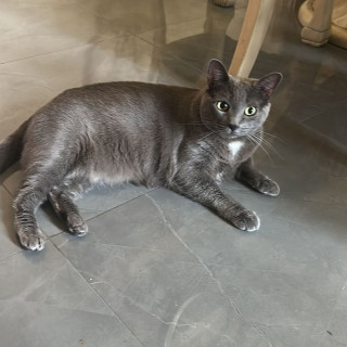 MIKA | Raza Ruso Azul | Perdida