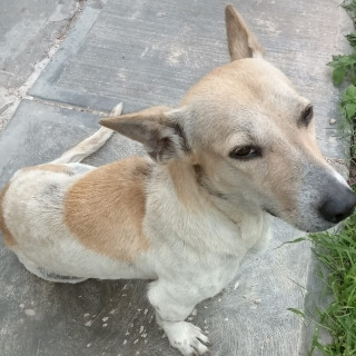 GUAYABA | Raza Mestiza, cruza de Dachshund o Salchicha | Perdida