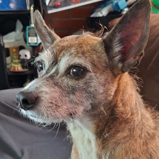 Foto de CTHULHU O CUTULU