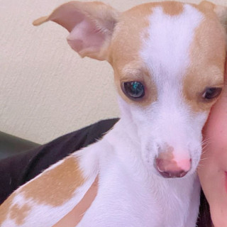 KITTY | Raza Chihuahua | Perdida