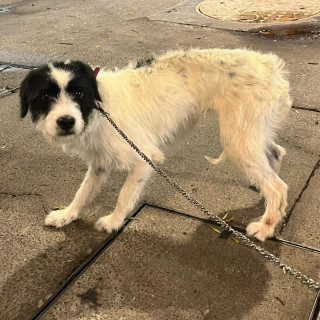 Foto de HERMOSA PELUDITA