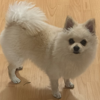 SIMBA | Raza Pomerania | Final Feliz