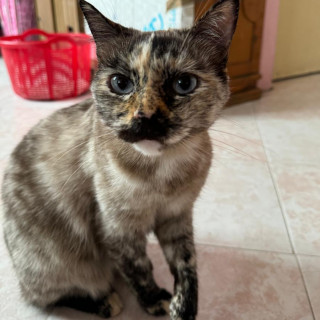 AVENA | Raza Calicó de pelo corto color carey | Final Feliz