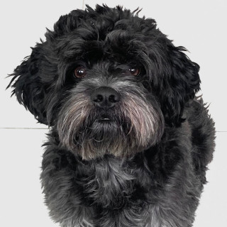 GROGU | Raza Shih Tzu  | Final Feliz