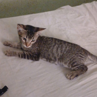 TIGRESA | Raza Doméstico Américano de Pelo Corto | En Adopción