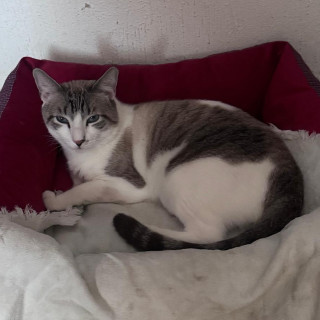 Foto de KITTEN