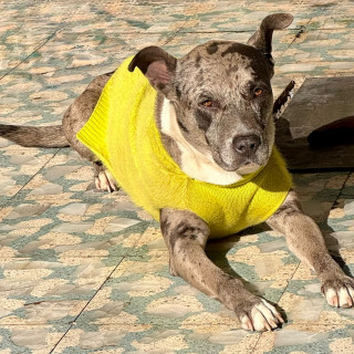 JÚPITER | Raza Mestizo, cruza de American Pitbull Terrier | Perdido