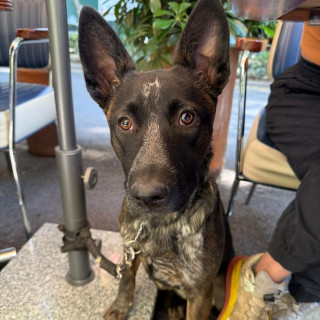 JOIE | Raza Pastor Belga Maliniois | Perdida