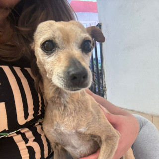 CANELA | Raza Chihuahua | Perdida