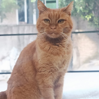 CHATRÁN | Raza Doméstico Américano de Pelo Corto | Perdido