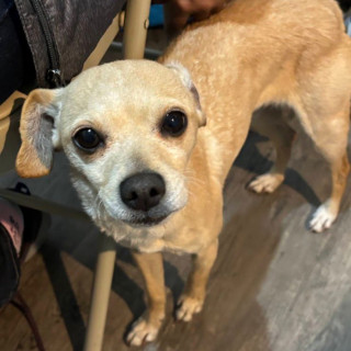 NINA | Raza Mestiza, cruza de Chihuahua | Final Feliz