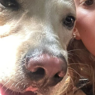 GUAPO | Raza Mestizo, cruza de Labrador | Perdido