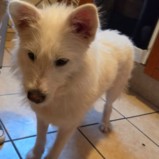  | Raza Mestiza, posible cruza de Spitz | Encontrada
