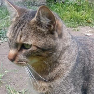 GARY | Raza Doméstico Americano de pelo corto | Perdido