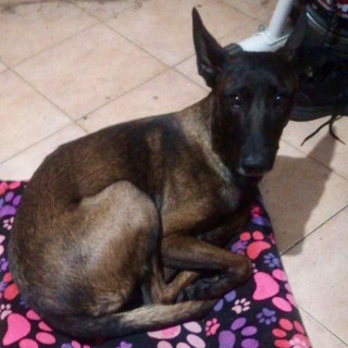 NALAH | Raza Pastor Belga Maliniois | Perdida