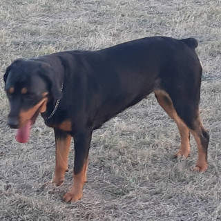 MATILDA | Raza Rottweiler | Final Feliz