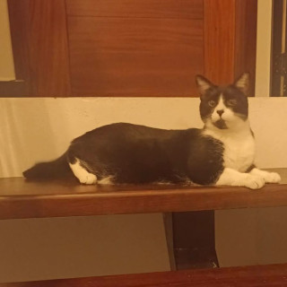 BARBITAS | Raza Doméstico Américano de Pelo Corto | Perdida