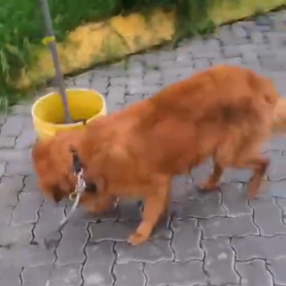  | Raza Golden Retriever  | Encontrado