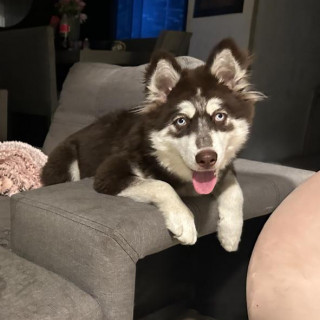 GINEBRA | Raza Husky Siberiano | Final Feliz