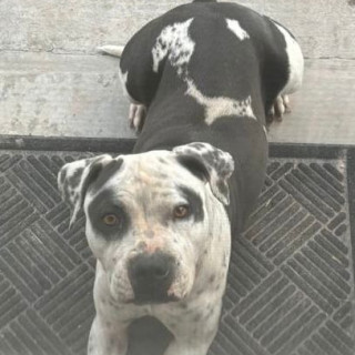 ARYA | Raza American Staffordshire Terrier | Perdida