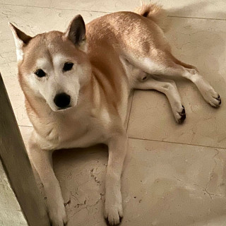 YOSHI | Raza Shiba Inú | Final Feliz