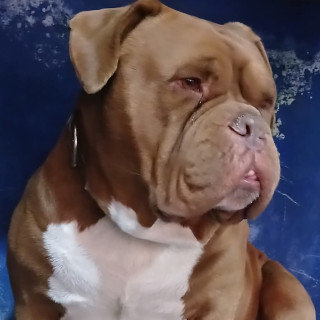 FREDDY | Raza Dogo de Burdeos o Mastín Francés | Perdido