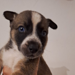SCRIM | Raza Mestizo | En Adopción