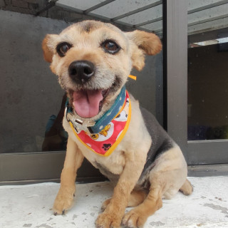 ZURI | Raza Yorkshire Terrier (Yorkie) | Perdida