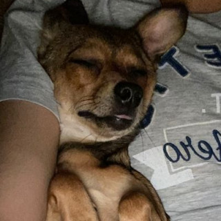 SIDKA | Raza Mestizo | Perdido