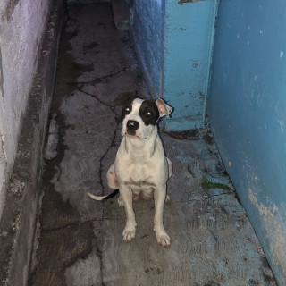 BACA | Raza Mestiza, cruza de American Pitbull Terrier | En Adopción