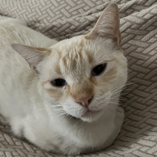 MIU | Raza Aslan o Siamés Moderno Punto Flama | Perdido