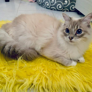 Foto de MILANESO