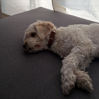 BRAULIO | Raza Mestizo, cruza de Poodle con Schnauzer, (Schnoodle) | Perdido