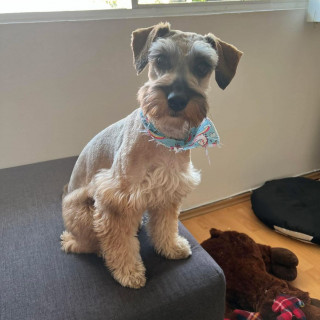 REXY | Raza Schnauzer | Final Feliz