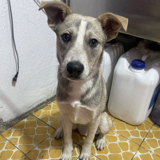 LOBITO | Raza Mestizo,  cruza de Husky | En Adopción