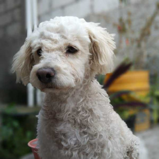 LINDA | Raza French Poodle o Caniche | Final Feliz