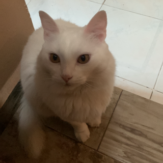 GATA MAMÁ | Raza Angora Turco | Perdida