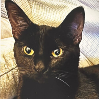 NIÑA | Raza Bombay | Perdida