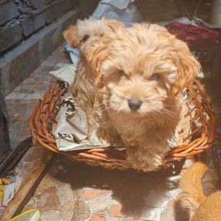 HERMOSA CACHORRITA | Raza Mestiza, cruza de Maltés | En Adopción