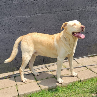  | Raza Labrador  | Encontrado