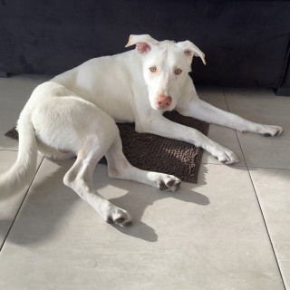  | Raza Mestizo , cruza de American Pitbull Terrier con Labrador | Encontrado